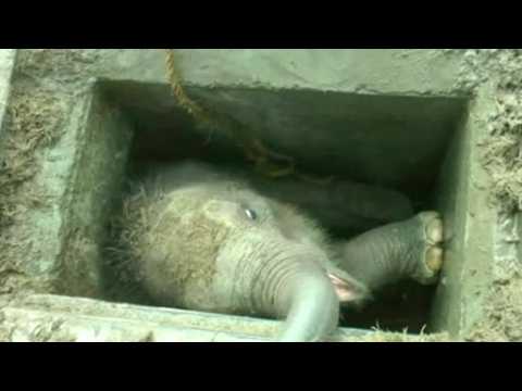 Elephant calf rescued in Sri Lanka
