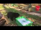 Rescued bear cub enjoys bubble bath