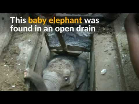 Baby elephant rescued from drain in Sri Lanka