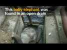 Baby elephant rescued from drain in Sri Lanka