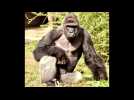 Gorilla shot after child falls into zoo enclosure