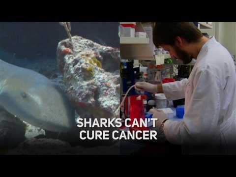 Can sharks really cure cancer?