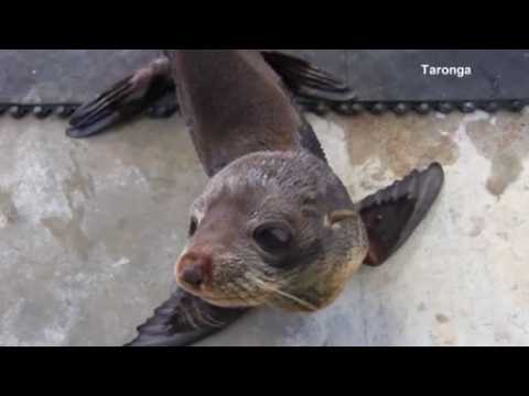 Young Fur seal released back into the wild off Australian coast