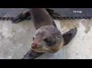 Young Fur seal released back into the wild off Australian coast