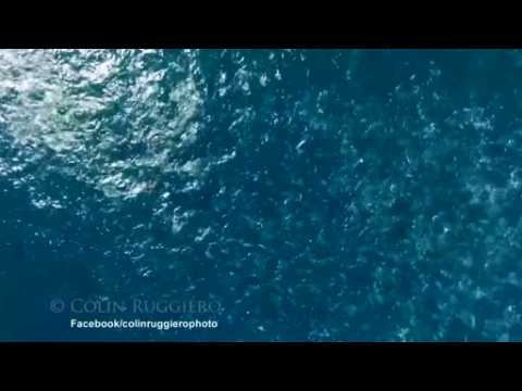 Filmmaker captures stunning aerial views of whales off Mexican coast