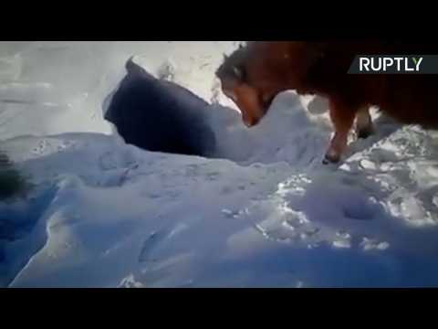Holey Cow! Kazakh Cows Disappear Down Hole in Thick Snow