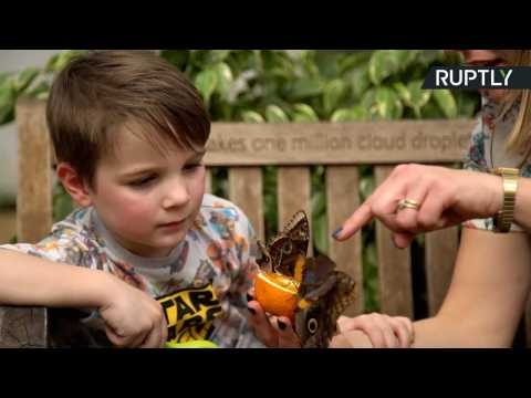 Hundreds of tropical butterflies released in Natural History Museum