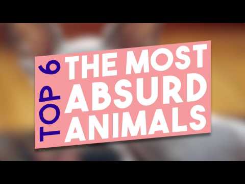 TOP 6 : THE MOST ABSURD ANIMALS