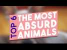 TOP 6 : THE MOST ABSURD ANIMALS