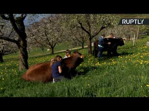 Swiss Farmers Develop Unique 'Cow Therapy' to Deal with Stress