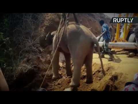 Elephant Calf Rescued from Bottom of 70-Foot Well