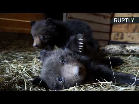Four Orphaned Bear Cubs Rescued by Farmer