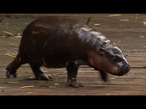 Baby hippo makes a splash in Australia