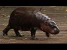 Baby hippo makes a splash in Australia
