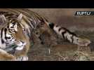 First Glimpse of Adorable Newborn Tiger Triplets at Crimean Safari Park