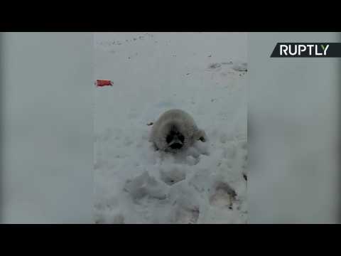 Family Rescue Adorable Seal Pup from Roadside