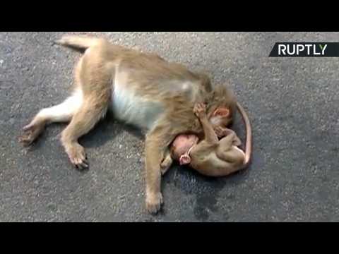Baby Monkey Mourns Her Dead Mother on Roadside