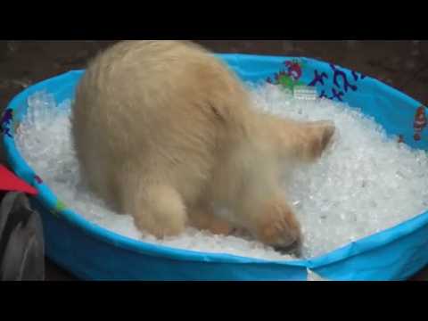 Polar bear enjoys playing in ice-filled paddling pool