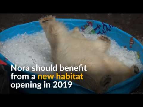 Polar bear enjoys playing in ice bath