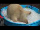 Polar bear enjoys playing in ice-filled paddling pool