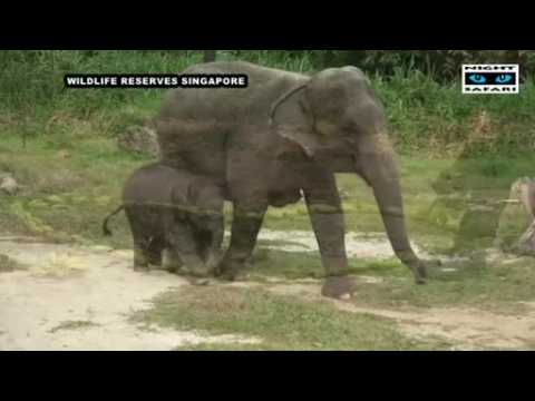 Baby elephant born in Singapore named after Hindi word for "love"