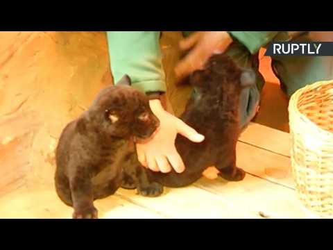 Adorable and Super Rare Black Jaguar Kitten Twins