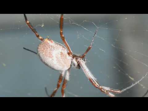 Spiders 'tune' their webs for good vibrations