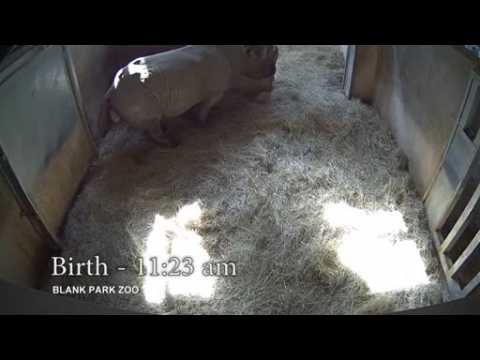 Critically endangered black rhino born in US
