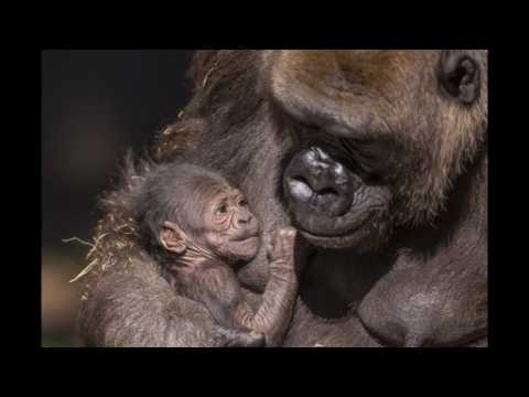 Baby gorilla born at San Diego Zoo