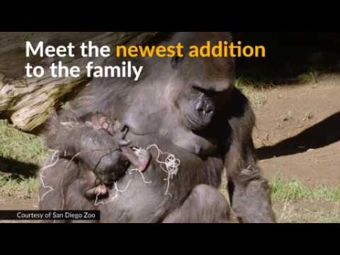 Baby gorilla born from endangered species