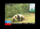 Pandas released into the wild in China