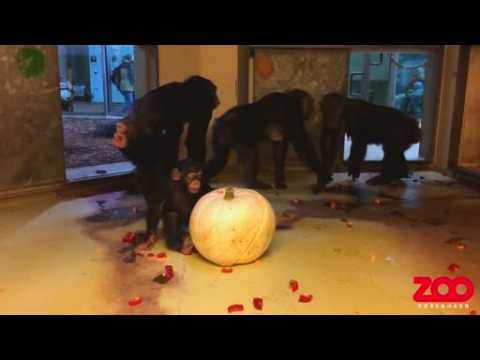 Halloween comes early for Copenhagen Zoo's chimpanzees