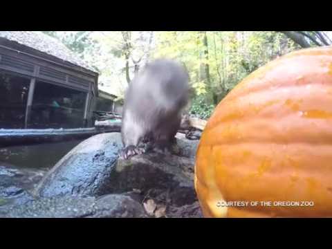 Pumpkins galore at U.S. Zoo