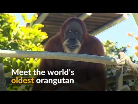 World's oldest orangutan turns 60