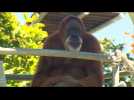 Oldest orangutan turns 60 in Perth