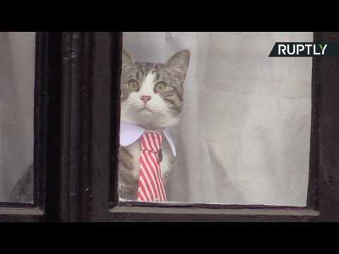 Ecuador's UK Embassy Cat Makes Statement to Press on Julian Assange