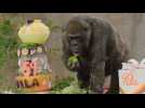 Third oldest gorilla in the world celebrates 59th birthday