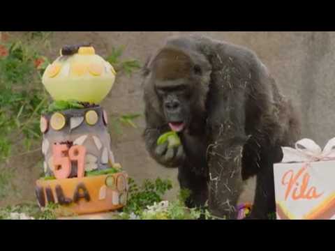Third oldest gorilla in the world celebrates 59th birthday