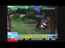 Panda wrestles with zoo intruder in China