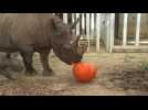 Baby rhino meets pumpkin for the first time