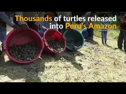 Peru frees thousands of turtles into the Amazon