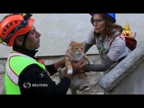 Holy icons, dazed cats saved in quake-hit Italy