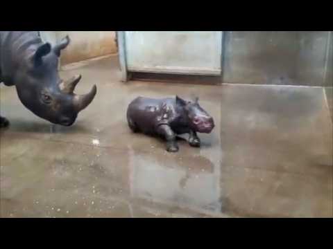 Baby rhino shows off belly while taking bath