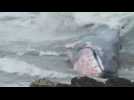 Beached whale rescued in Chile