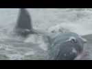 Chilean fishermen and residents pull together to save beached whale