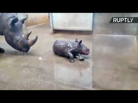 Watch Baby Rhino Take Her First Bath