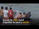 Beached whale hauled to safety by locals in Chile