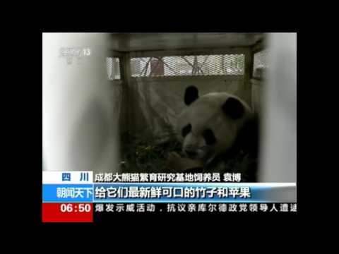 Pandas back home in China from U.S. stint