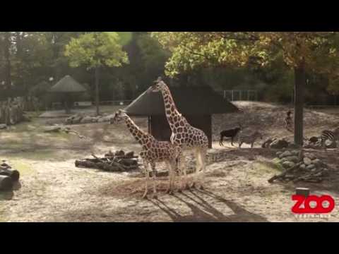 Giraffes mate "inelegantly" at Copenhagen Zoo