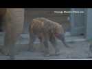 Australian zoo welcomes first Asian elephant calf